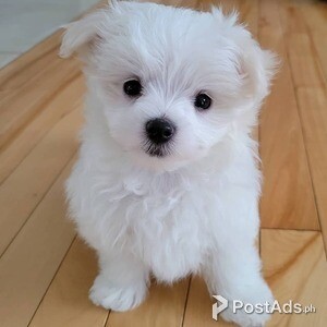 1 Gorgeous Maltese Puppy | PostAds PH