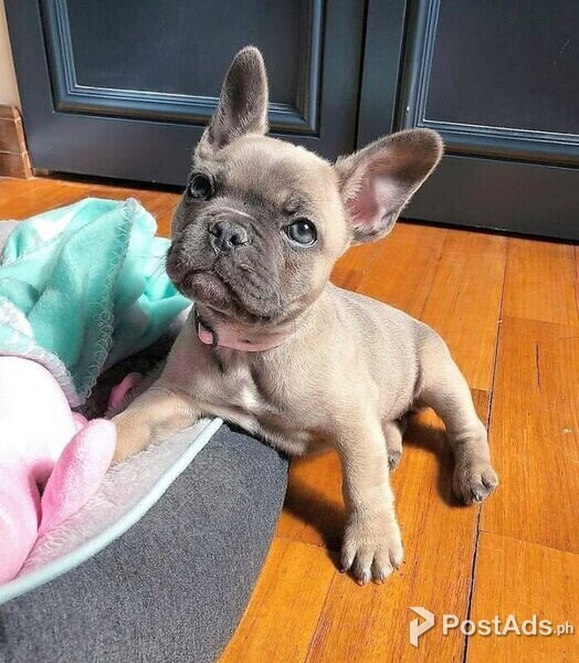 French bulldog puppies