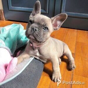 French bulldog puppies | PostAds PH