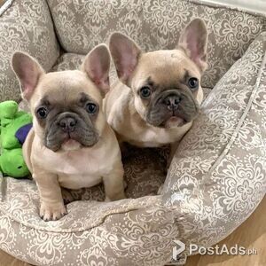 2 beautiful female puppies | PostAds PH
