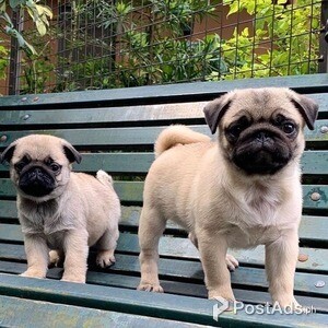 Beautiful Pug puppies for sale | PostAds PH