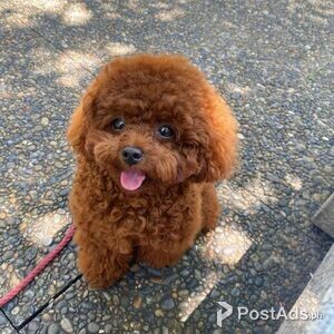 Toy Poodle puppies for sale male and female | PostAds PH