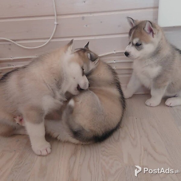 SIBERIAN HUSKY PUPPIES FOR SALE 