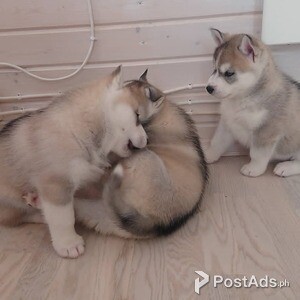 SIBERIAN HUSKY PUPPIES FOR SALE | PostAds PH