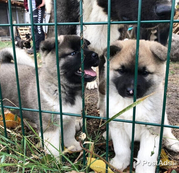 AKITA PUPPY FOR SALE 