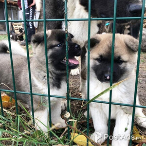 AKITA PUPPY FOR SALE | PostAds PH