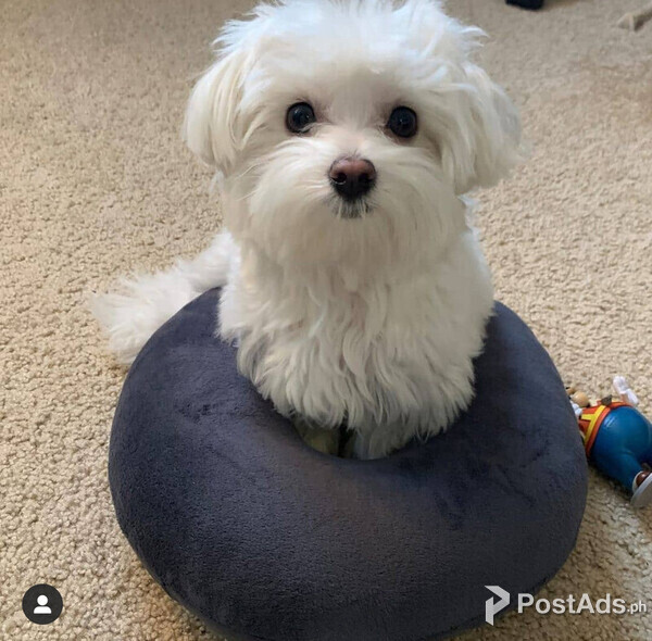 MALTESE PUPPIES 