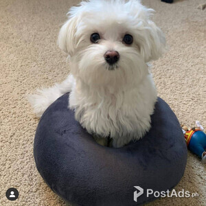 MALTESE PUPPIES | PostAds PH