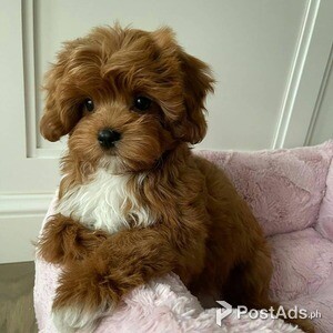 Beautiful Cavachon pups boy and girl | PostAds PH