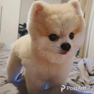 Beautiful Pomeranian puppy | PostAds PH