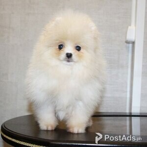 SWEET TEACUP POMERANIAN PUPPIES FOR SALE | PostAds PH