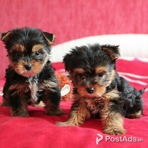 Beautiful Yorkie puppies males and females | PostAds PH