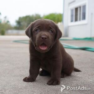 Beautiful Labrador puppies | PostAds PH