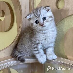Scottish fold kittens | PostAds PH