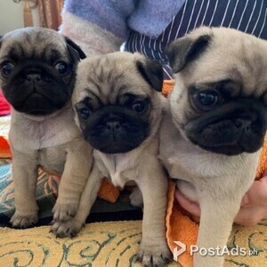 Pug Puppies | PostAds PH