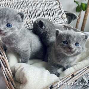 Russian Blue Kittens | PostAds PH