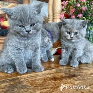Scottish fold kittens | PostAds PH