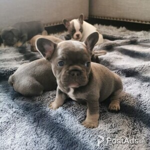 French Bulldog Puppies | PostAds PH