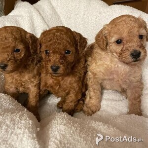 Beautiful Red Toy Poodle Puppies | PostAds PH