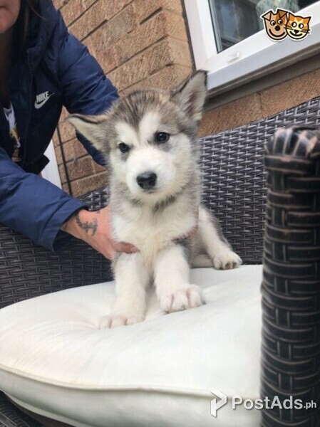 Alaskan Malamute