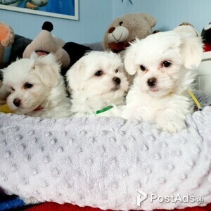 Maltese Pups | PostAds PH