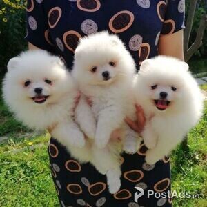 Pomeranians Puppies | PostAds PH