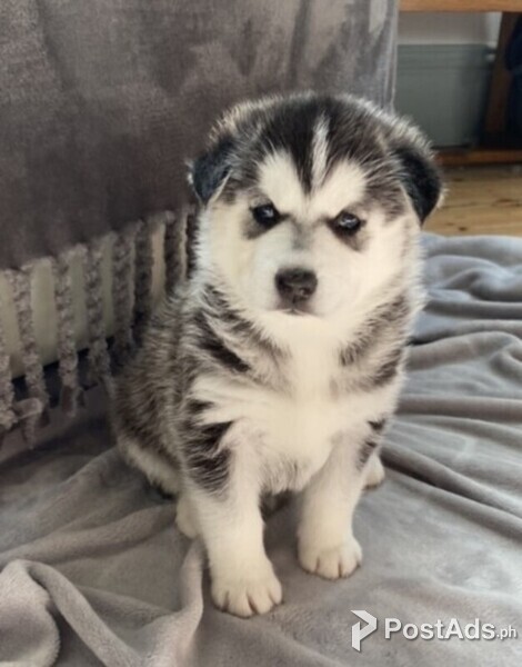 Siberian Husky Puppys
