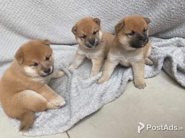 Shiba Inu puppies