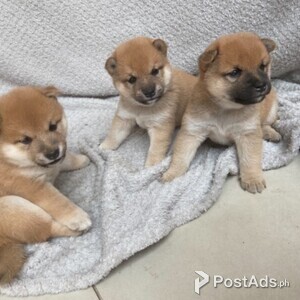 Shiba Inu puppies | PostAds PH