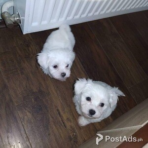 Cute Maltese puppies | PostAds PH