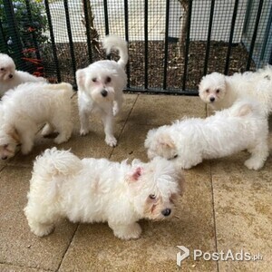 Bichon Frise Puppies Viber or Whatsapp (+63 9660614143) | PostAds PH