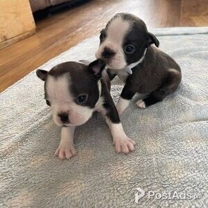 Boston Terrier Puppies Viber or Whatsapp (+63 9660614143) | PostAds PH
