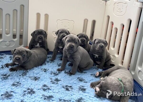 Cane Corso Puppies   Viber or Whatsapp (+63 9660614143)