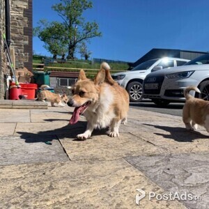 Corgi, Pembroke Welsh puppies Viber or Whatsapp (+63 9660614143) | PostAds PH