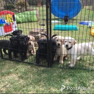 Labrador Retriever puppies Viber or Whatsapp (+63 9660614143) | PostAds PH