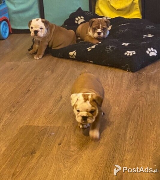 English Bulldog  puppies    Viber or Whatsapp (+63 9660614143)