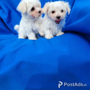 Maltese puppies Viber or Whatsapp (+63 9660614143) | PostAds PH