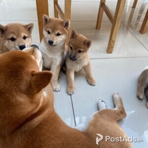 Shiba Inu puppies Viber or Whatsapp (+63 9660614143) | PostAds PH