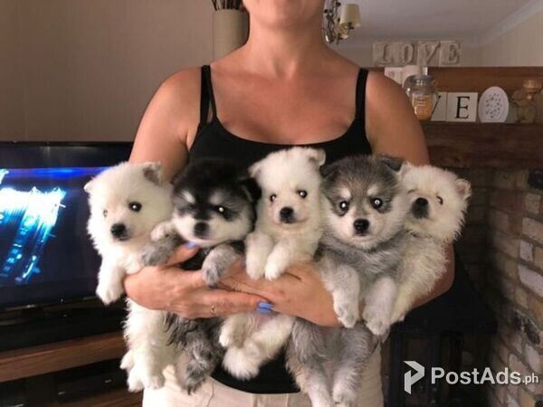 Pomsky Puppies   Viber or Whatsapp (+63 9660614143)
