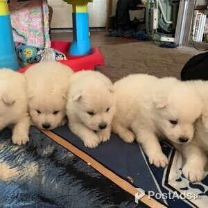 Samoyed Puppies Viber or Whatsapp (+63 9660614143) | PostAds PH