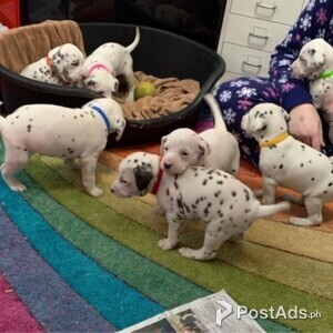 Dalmatian Puppies Viber or Whatsapp (+63 9660614143) | PostAds PH