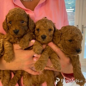 Poodle, Toy Puppies Viber or Whatsapp (+63 9660614143) | PostAds PH