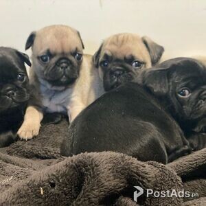 Pug Puppies Viber or Whatsapp (+63 9660614143) | PostAds PH