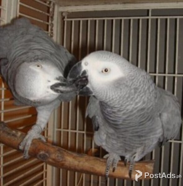  African Grey Parrots for sale  Viber or Whatsapp (+63 9660614143)