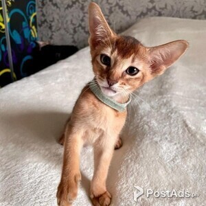 Abyssinian kittens Viber or Whatsapp (+63 9660614143) | PostAds PH