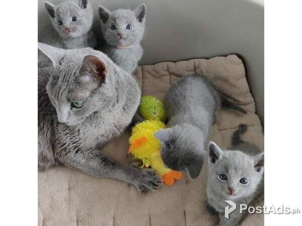 Russian Blue kittens  Viber or Whatsapp (+63 9660614143)