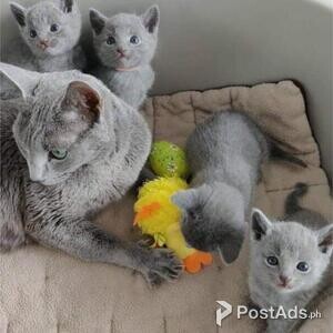 Russian Blue kittens Viber or Whatsapp (+63 9660614143) | PostAds PH