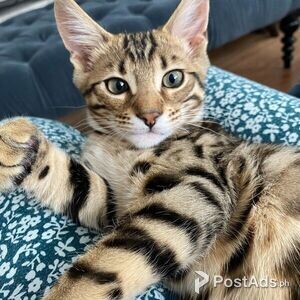Cute Bengal kittens Available Viber or Whatsapp (+63 9660614143) | PostAds PH