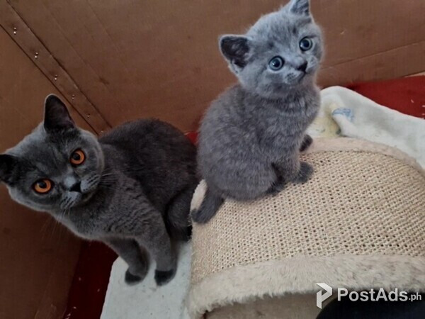 British Shorthair kittens for sale  Viber or Whatsapp (+63 9660614143)