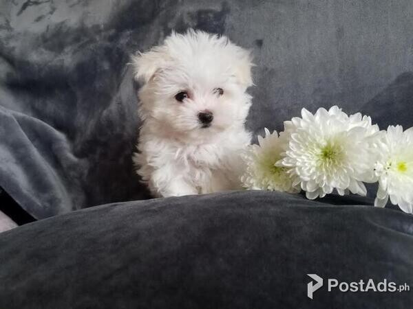 Gorgeous standard maltese puppies